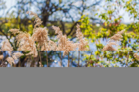 Pampas grass on the lake, reeds, cane seeds. The reeds on the lake sway in the wind against the blue sky and water. Abstract natural background. Beautiful pattern with bright colors. Selective Focusの写真素材