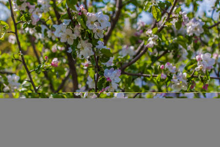 Apple trees in bloom on a bright sunny day, against a bright blue sky and lake. Natural floral seasonal background.Beautiful blooming apple orchard, spring day, selective focusの写真素材
