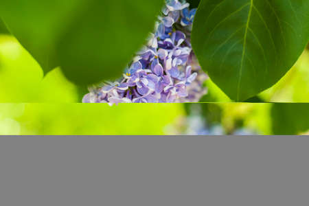 Lilac in the garden. Blooming lilac-purple flowers, selective focus. A branch of lilac in the sunlight. They bloom in spring. Selective focus. Background of the spring conceptの写真素材