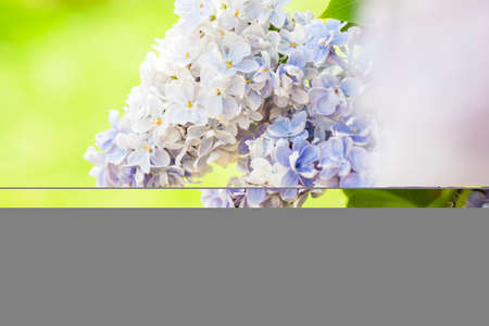 Lilac in the garden. Blooming lilac-purple flowers, selective focus. A branch of lilac in the...