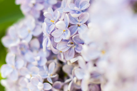 Lilac in the garden. Blooming lilac-purple flowers, selective focus. A branch of lilac in the...