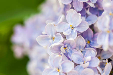 Lilac in the garden. Blooming lilac-purple flowers, selective focus. A branch of lilac in the sunlight. They bloom in spring. Selective focus. Background of the spring conceptの写真素材