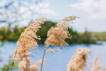 Pampas grass on the lake, reeds, cane seeds. The reeds on the lake sway in the wind against the blue sky and water. Abstract natural background. Beautiful pattern with bright colors. Selective Focusの写真素材