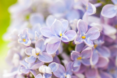 Lilac in the garden. Blooming lilac-purple flowers, selective focus. A branch of lilac in the...