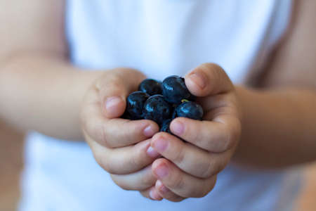 Ripe organic blueberries in children's hands. Ripe berries. Blueberries in the palms of the child. Delicious blueberries.の写真素材