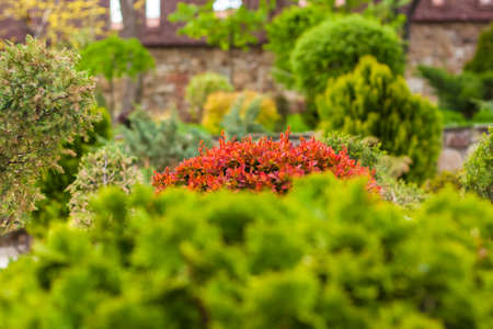 Natural landscape for the background. A fragment of the park. park with shrubs and green lawns, landscape designの写真素材