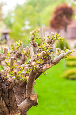 Natural landscape for the background. A fragment of a tree with neatly trimmed branches. Natural...