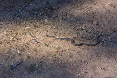 a rattlesnake crawls along the pedestrian part of the road. An adult venomous snake lies on a dirt...