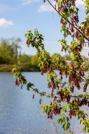 Beautiful view of the pond on a sunny day through the branches of a tree. The branches spread out. Natural natural background.Beautiful view of the river. spring day, selection focusの写真素材
