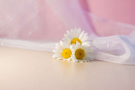 White daisies on a beige-pink background with a white veil. Natural cosmetic product. Product banner. Space for text and design. Cosmetology and the concept of beauty.の写真素材