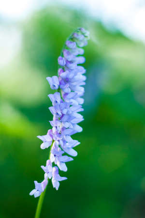 Blue flowers close-up. Macro photography of colors. Close-up on blurred greenery with copying of space, using as a background the natural landscape, ecology, fresh wallpaper concepts.の写真素材
