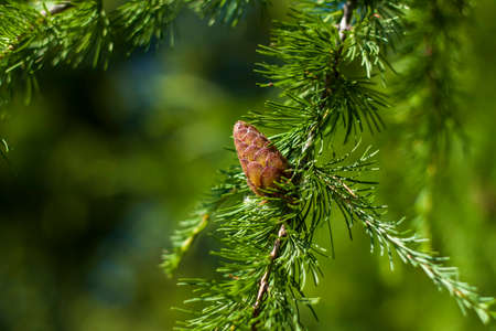 Spruce branches are decorated with young cones. Cones close-up. Close-up on blurred greenery with copying of space, using as a background the natural landscape, ecology, fresh wallpaper concepts.の写真素材