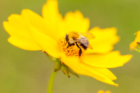 A bee on a yellow flower collects nectar. Close-up on a blurry background with copying of space, using the natural landscape and ecology as a background. Macro photography, Selective focusing.の写真素材