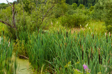 Reeds on the lake. Abstract natural background of a river with duckweed. Selective Focus. Natural landscape. Landscape background for a postcard, banner or poster. Selective focusing.の写真素材