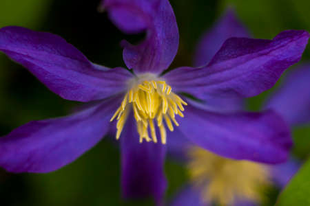 Flowers of Clematis and platinum. Close-up on blurred greenery with copying of space, using as a background of the natural landscape, ecology. Macro photography, Selective focusing.の写真素材