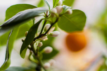 The decorative mandarin tree blooms beautifully and abundantly on the window. a tree in flowers. Tangerine flower.の写真素材