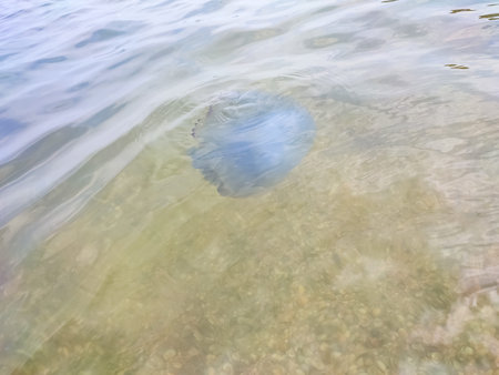 White jellyfish swim near the sea shore. The seashell coast of the sea. The sea is full of jellyfish
