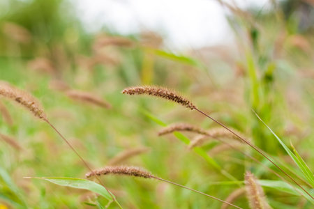 Meadow field with fluffy grass. Summer spring natural landscape. Green landscape background for a postcard, banner or poster. Close-up macro photography, selective focusing.の写真素材