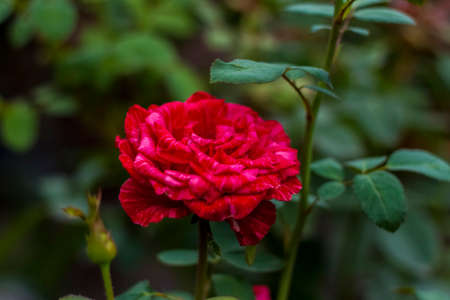Beautiful red roses in the garden, roses for Valentine's Day or birthday. Red roses. Floral background, chic redの写真素材
