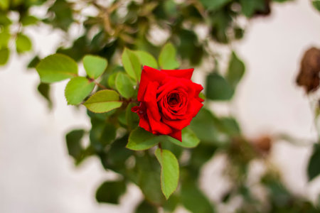 Beautiful red roses in the garden, roses for Valentine's Day or birthday. Red roses. Floral background, chic redの写真素材