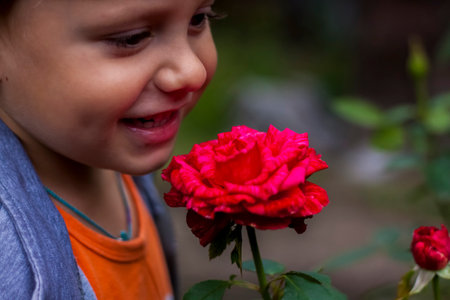 Beautiful red roses in the garden, roses for Valentine's Day or birthday. Red roses. Floral background, chic redの写真素材