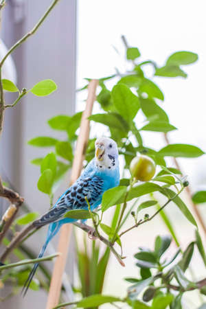 A beautiful blue budgie sits without a cage on a house plant. Tropical birds at home. Feathered pets at home.の写真素材