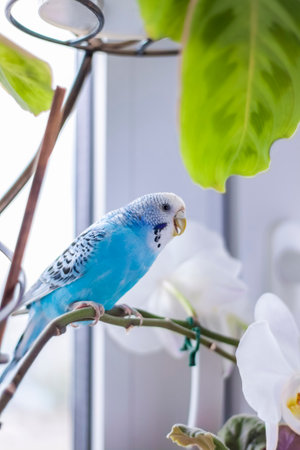 A beautiful blue budgie sits without a cage on a house plant. Tropical birds at home. Feathered pets at home.の写真素材