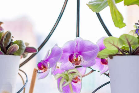 Purple orchid on the windowsill. Care of home plants. A beautiful orchid.の写真素材