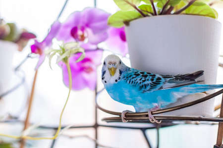 A beautiful blue budgie sits without a cage on a house plant. Tropical birds at home. Feathered pets at home.の写真素材