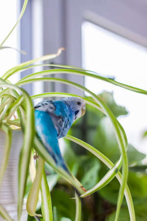 A beautiful blue budgie sits without a cage on a house plant. Tropical birds at home. Feathered pets at home.の写真素材