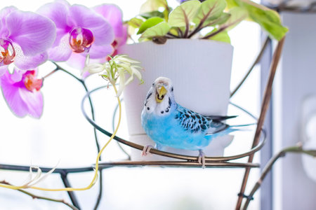 A beautiful blue budgie sits without a cage on a house plant. Tropical birds at home. Feathered pets at home.の写真素材