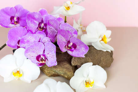 A gentle background for the presentation of cosmetic products. Stones and orchid flowers. Stylish appearance, layout, personality. Banner, a place for the text. The concept of cosmetics for care.の写真素材