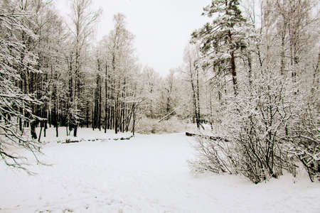 Winter landscape in colorful sunlight. Dramatic winter scene. The World of Beauty National Park....