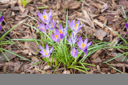 Primroses crocuses in spring in a clearing in the forest. Spring is reborn in the forest. leaves Dry...