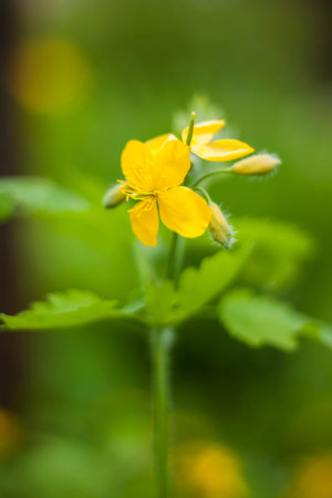 Celandine is a plant with yellow flowers and green leaves in the forest. Chelidonium majus or big...