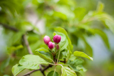 White flowers of a blooming apple tree in spring close-up macro in nature outdoors.flowersの写真素材