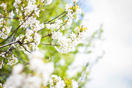 White cherry blossoms in spring against a blue sky background on a sunny day close-up macro in...
