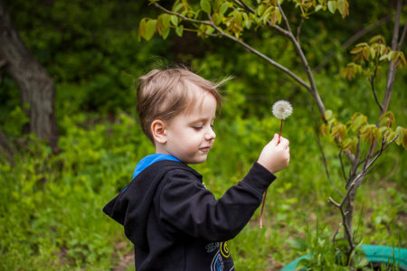 A happy boy on a spring day in the garden blows on white dandelions, fluff flies off him. The...
