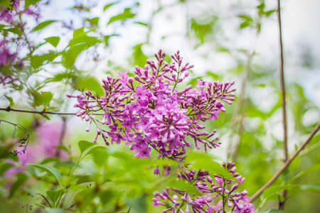 beautiful branches of lilac flowers on a green background, natural spring background, soft selective...