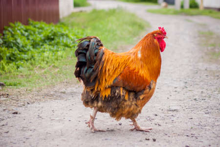 A rooster and a chicken are walking along a country road in the countryside. The animal grazes freely on the street in the village. spring, villageの写真素材
