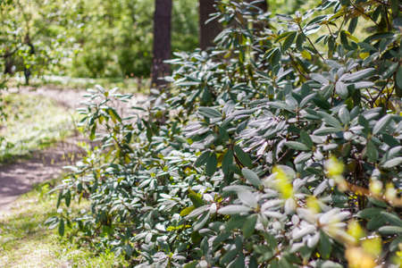 Young green branches of the shrub. Close-up on blurred greenery with copying of space, using as a background the natural landscape, ecology, fresh wallpaper concepts. selective focus. Springの写真素材