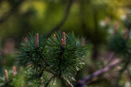 young spruce branches. Close-up on blurred greenery with copying of space, using as a background the...