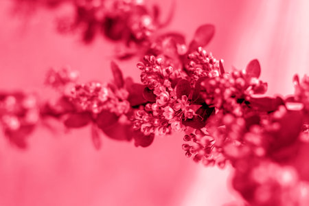 Young branches of the shrub. Close-up on blurred greenery with copying of space, using as a background the natural landscape, ecology, fresh wallpaper concepts. Viva Magenta Background colorの写真素材