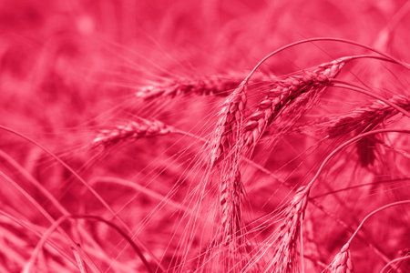 agricultural field. Ripe ears of wheat on a sunny day. The concept of a rich harvest. Wheat field.Viva Magenta Background colorの写真素材