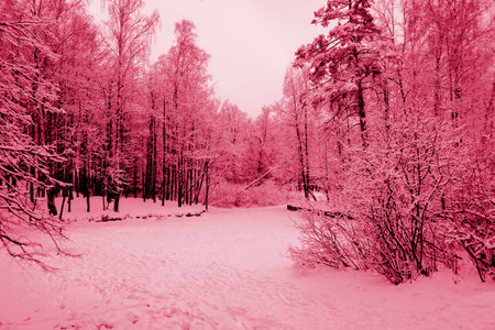 Winter landscape in colorful sunlight. Dramatic winter scene. The World of Beauty National Park. retro style filter. Happy New Year. Viva Magenta Background colorの写真素材