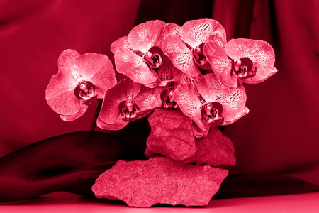 A gentle background for the presentation of cosmetic products. Stones and orchid flowers. Stylish appearance, layout, personality. Banner, a place for the text.Viva Magenta Background colorの写真素材