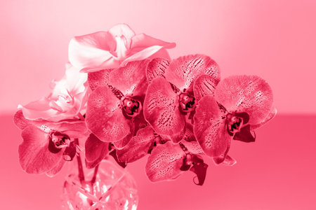Beautiful orchids in a vase on a pink background. phalaenopsis close-up. Banner, panorama with space...