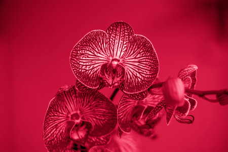 A beautiful tiger orchid flower in a blurry background on a window indoors at home. A flower of a bright orchid on a blur background.Viva Magenta Background colorの写真素材