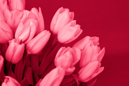 A bouquet of fresh yellow tulips on a red background. spring flowers. The concept of spring or holiday, March 8, International Women's Day, birthday.Viva Magenta Background colorの写真素材
