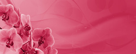 Delicate background with purple orchid flowers for postcards and graphic works. Banner, panorama with space for text. Viva Magenta Background colorの写真素材
